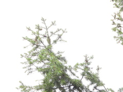 Setophaga occidentalis