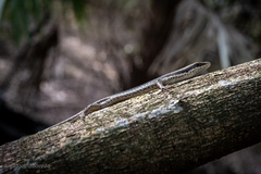 Notomabuya frenata