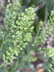 Lepidium virginicum
