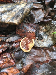 Phellodon tomentosus