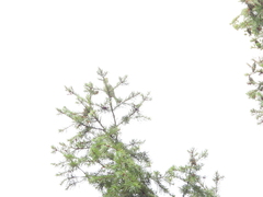 Setophaga occidentalis