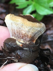 Phellodon tomentosus