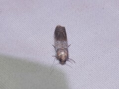 Chararica hystriculella