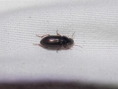 Selenophorus