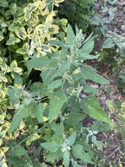 Chenopodium album
