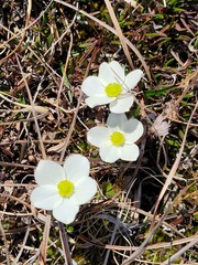 Anemone parviflora