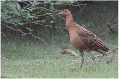 Gallicrex cinerea