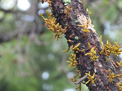 Arceuthobium vaginatum