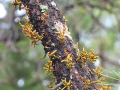 Arceuthobium vaginatum