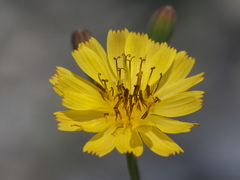 Ixeris tamagawaensis