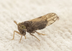 Pareuidella