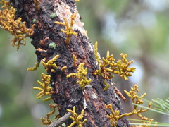 Arceuthobium vaginatum