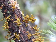 Arceuthobium vaginatum