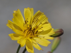 Ixeris tamagawaensis