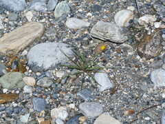 Ixeris tamagawaensis