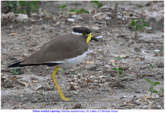 Vanellus malabaricus