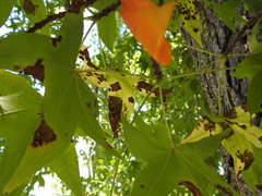 Xylella fastidiosa