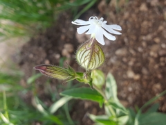 Behenantha
