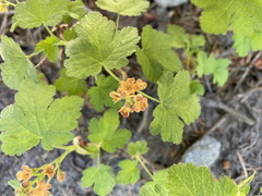 Ribes erythrocarpum
