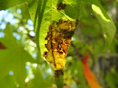 Xylella fastidiosa