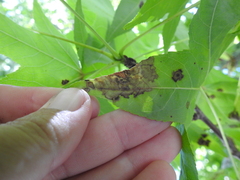 Xylella fastidiosa
