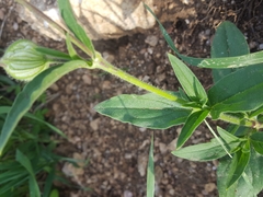 Behenantha