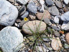 Ixeris tamagawaensis