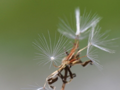 Ixeris tamagawaensis