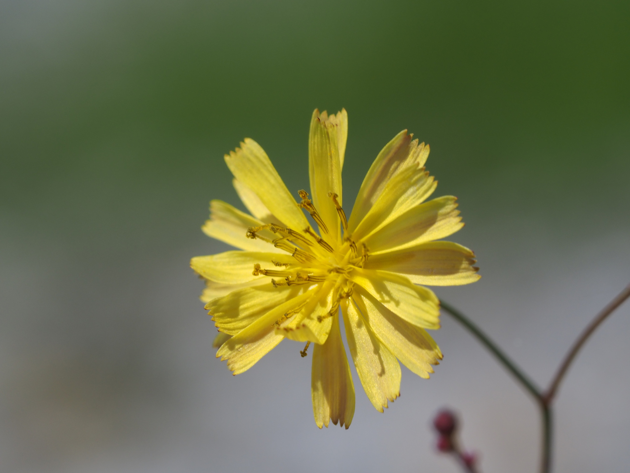 Ixeris