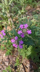 Glandularia chiricahensis