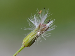 Ixeris tamagawaensis