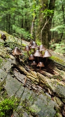 Mycena subgalericulata