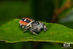Phidippus workmani