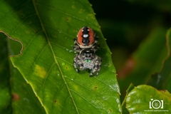 Phidippus workmani