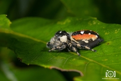 Phidippus workmani