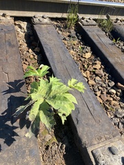 Heracleum dissectum