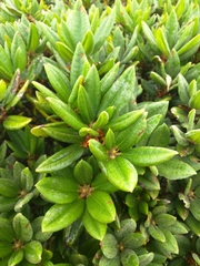 Rhododendron pseudochrysanthum