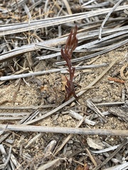 Amblyopappus pusillus