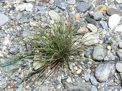Ixeris tamagawaensis