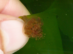 Haliclystus sanjuanensis