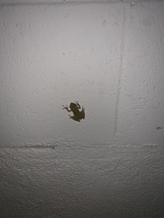 Pseudacris hypochondriaca