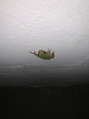 Pseudacris hypochondriaca