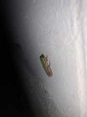 Pseudacris hypochondriaca