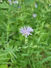 Lactuca pulchella
