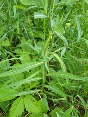 Lactuca pulchella