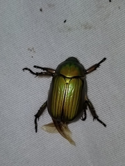 Chrysina lecontei