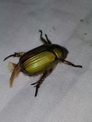 Chrysina lecontei
