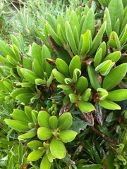Rhododendron pseudochrysanthum