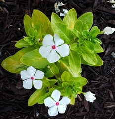 Catharanthus coriaceus