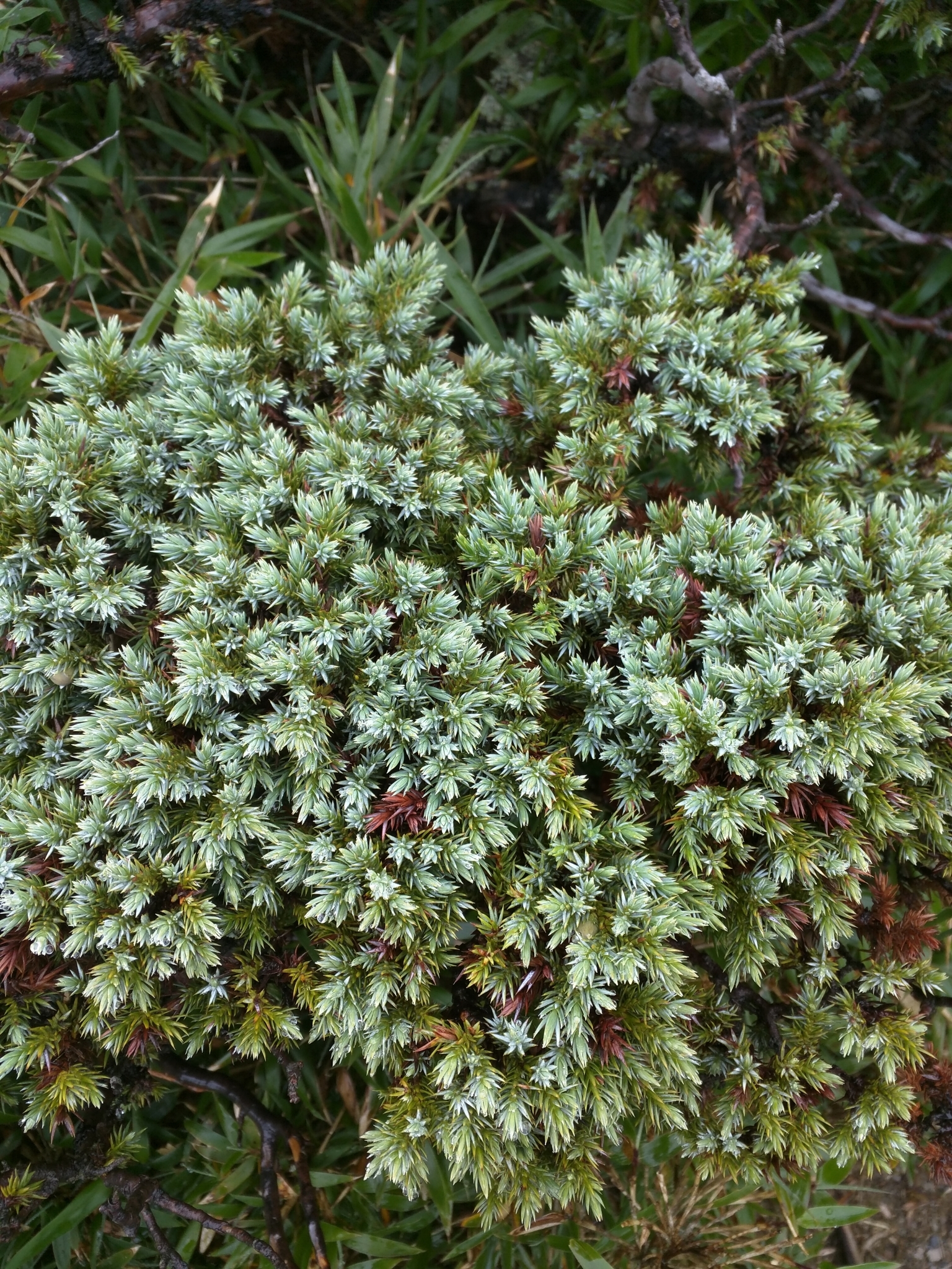 ニイタカビャクシン (Juniperus squamata) · iNaturalist ニイタカビャクシン (Juniperus squamata) · iNaturalist
